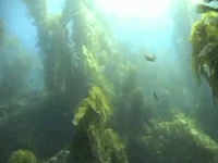 Catalina & Anacapa 2005
