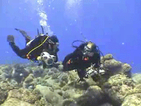 Dive Buddies