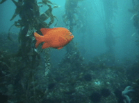 2006 SoCal Spring