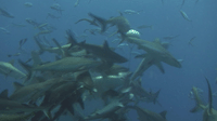Shark Dive