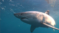 Afraid of Sharks